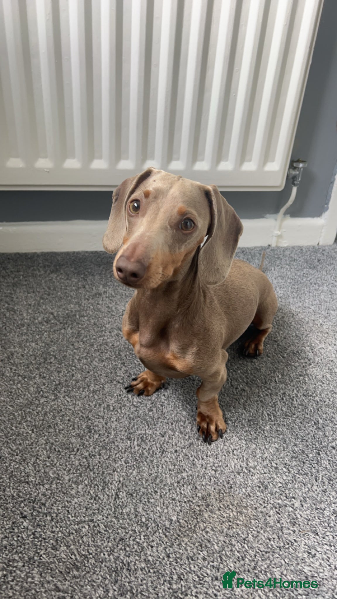 Dachshund dogs KC STUNNING BOY  - Advert 2