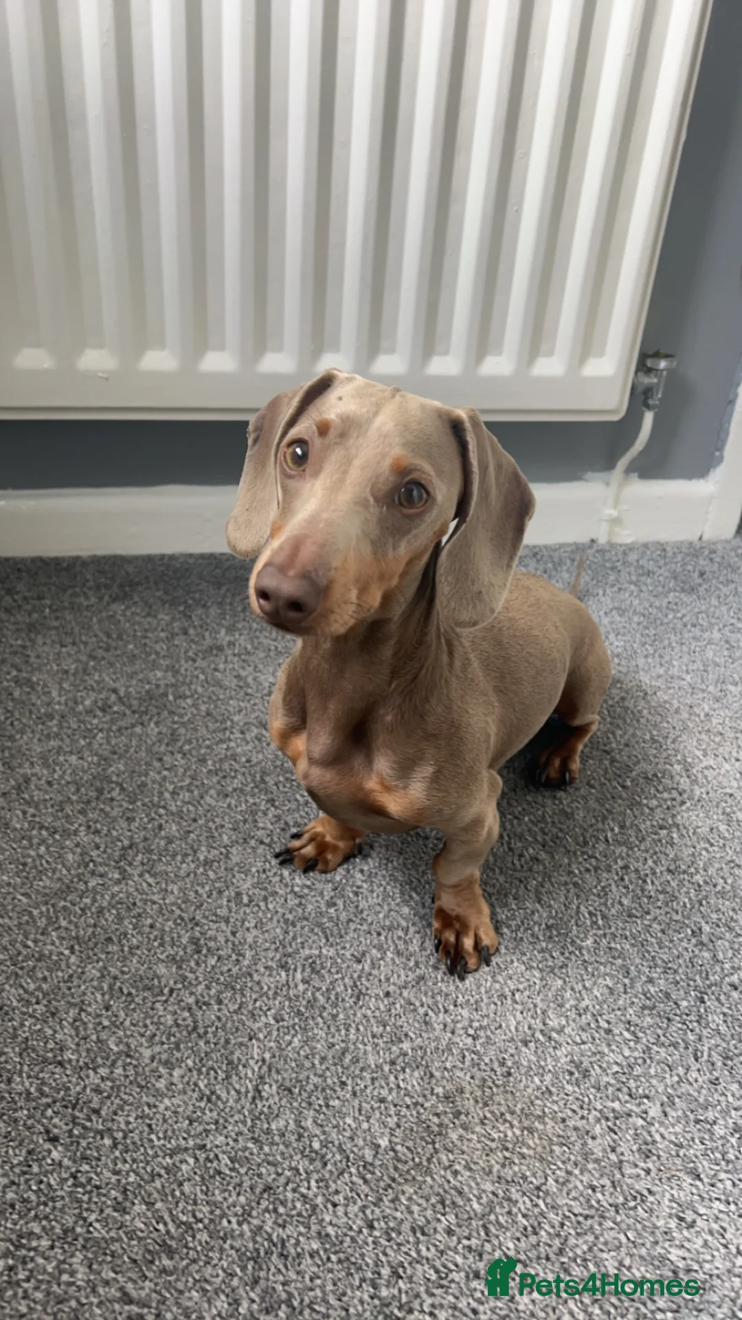 Dachshund dogs for sale: KC STUNNING BOY  - Advert 1