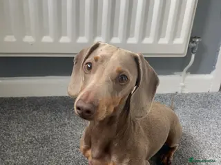 Dachshund dogs KC STUNNING BOY - Advert 5