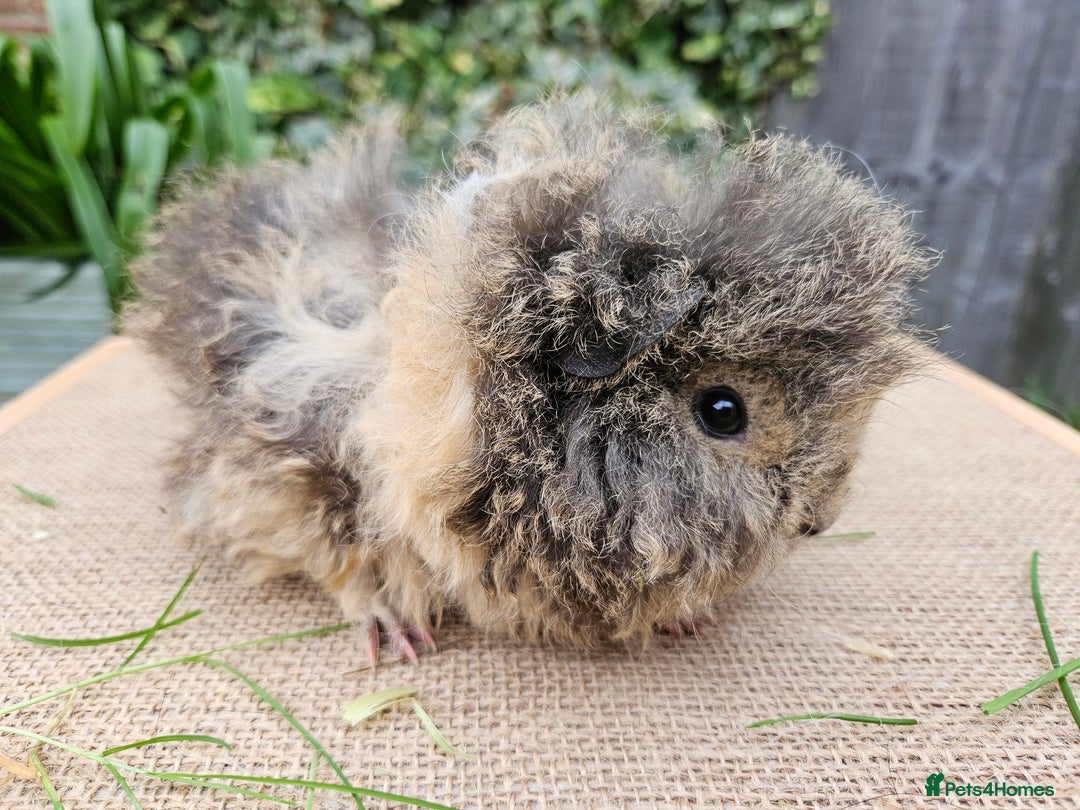 Guinea Pig rodents for sale: Baby pet alpaca guinea pigs single girl and boy - Image 1