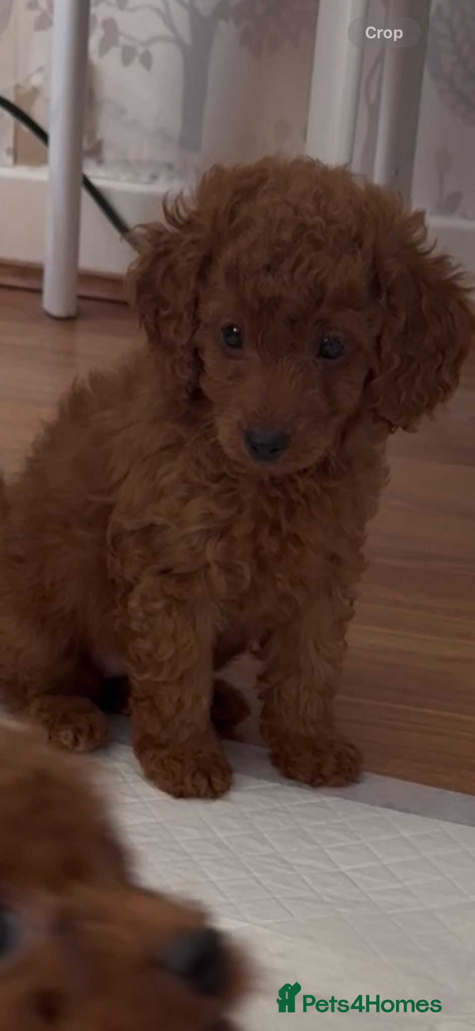 Cavapoo dogs Health tested Cavapoo puppies available  - Advert 13