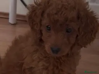 Cavapoo dogs Health tested Cavapoo puppies available - Advert 13