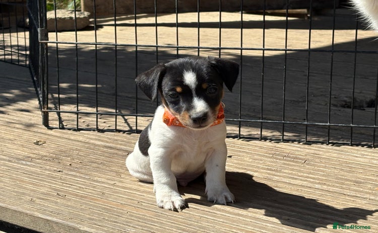 Jack Russell dogs - Advert 9