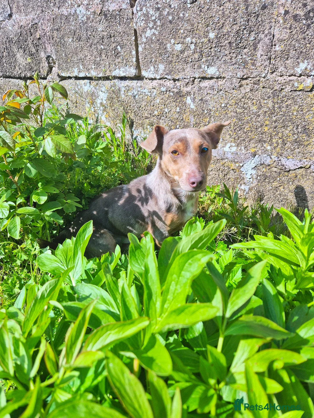Jack Russell dogs for stud: Miniature JRT Stud - Dilute Merle  - Advert 2