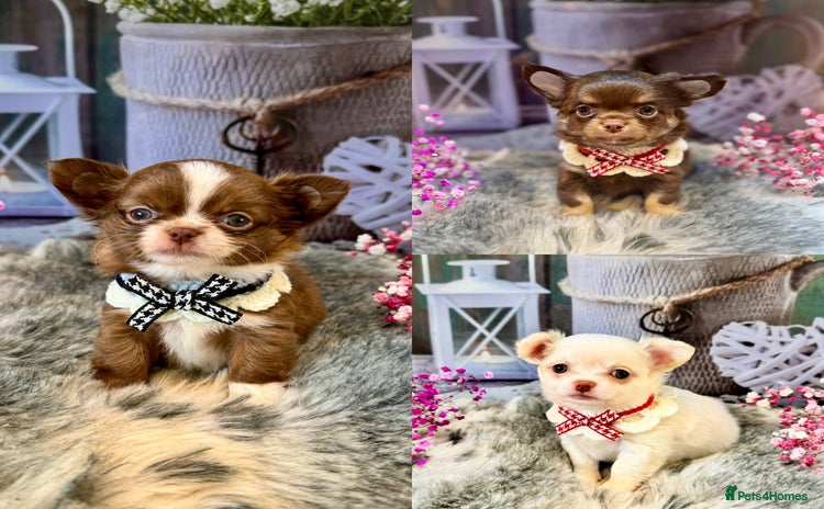 Chihuahua dogs - Advert 4