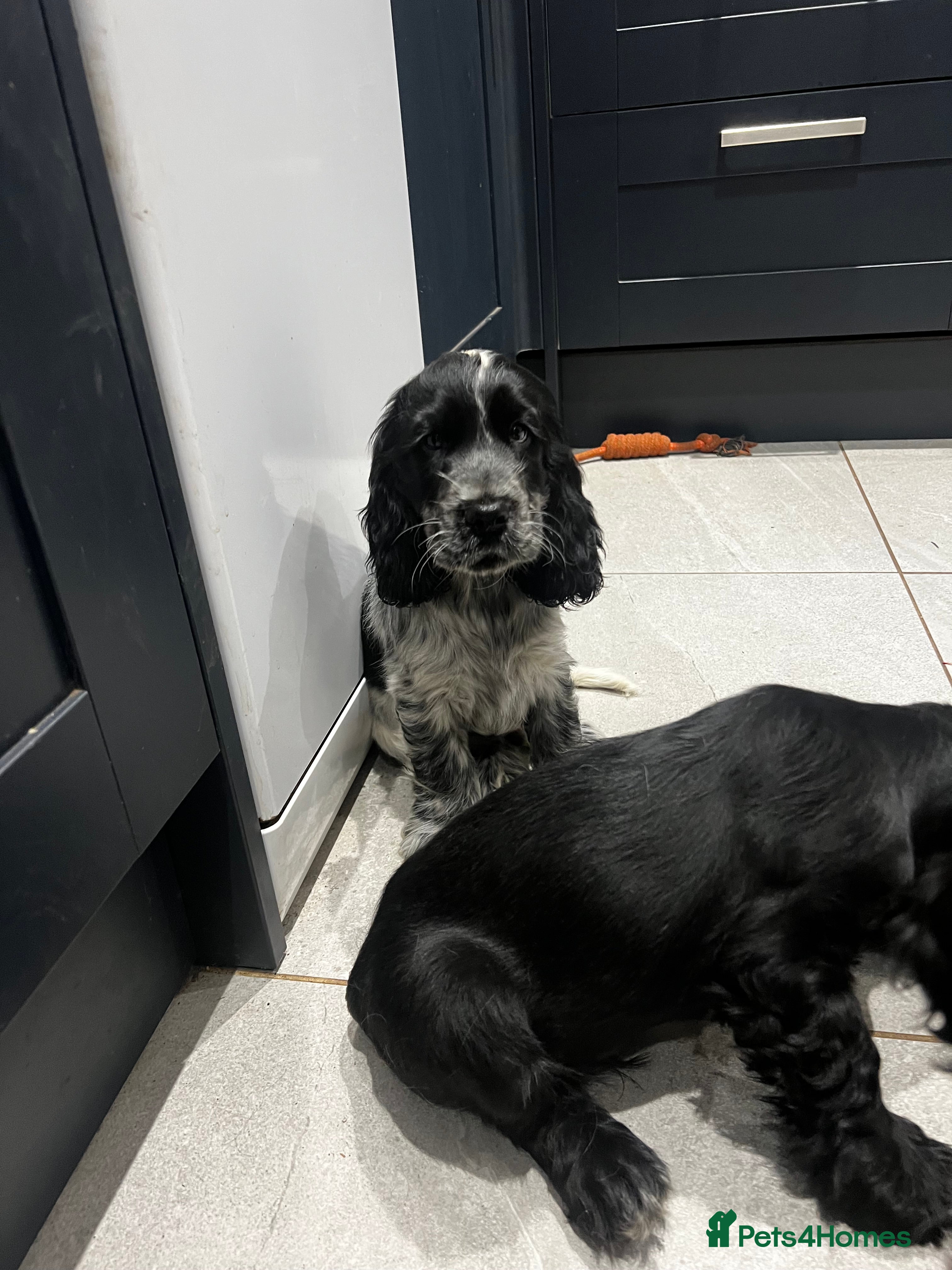 Cocker Spaniel dogs Show Cocker Spaniel Boys- Ready now - Advert 11