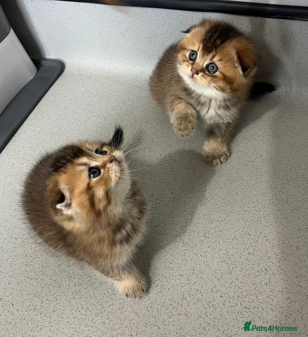 Scottish Fold cats for sale: Pure breed Pedigree SF kittens  - Advert 10