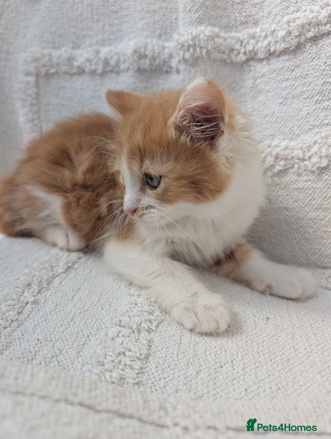 Mixed Breed cats for sale: Farm kittens  - Image 5