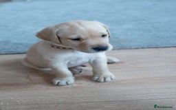 Labrador Retriever dogs for sale: Adorable Labrador Retriever Puppies  🐶💛 - Image 4