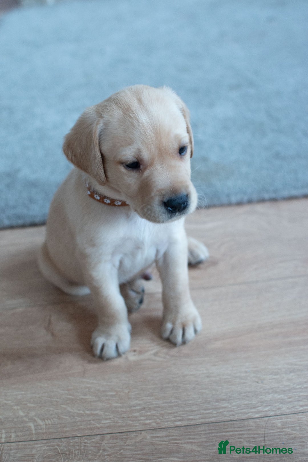 Labrador Retriever dogs for sale: Adorable Labrador Retriever Puppies  🐶💛 - Image 4