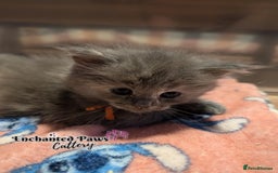 Ragcoon cats for sale: Stunning Ragcoon kittens! - Image 12