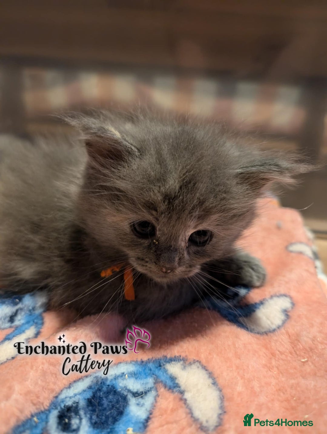 Ragcoon cats for sale: Stunning Ragcoon kittens! - Image 12
