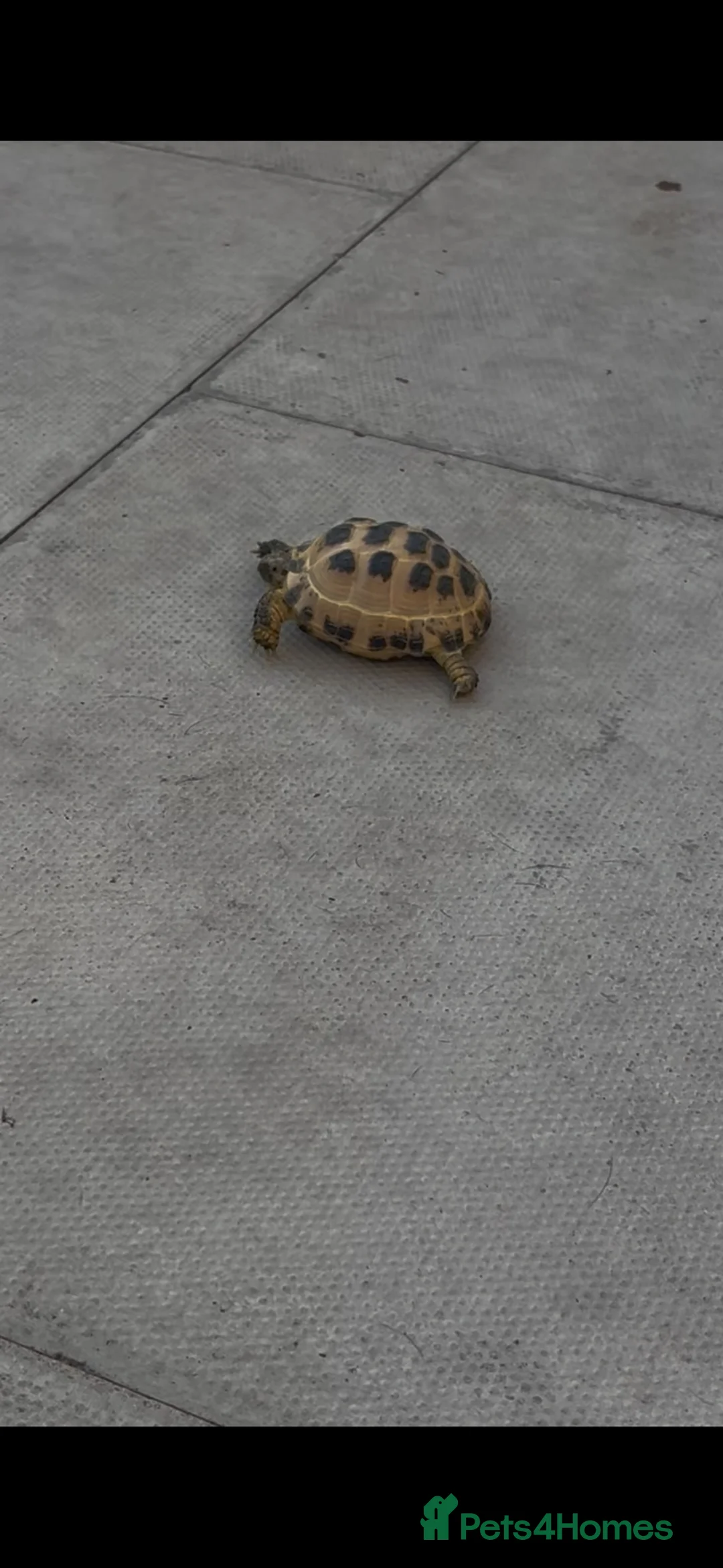 Hermann Tortoise reptiles for sale: 2 year old Hermann tortoise and set up in Warrington - Advert 2