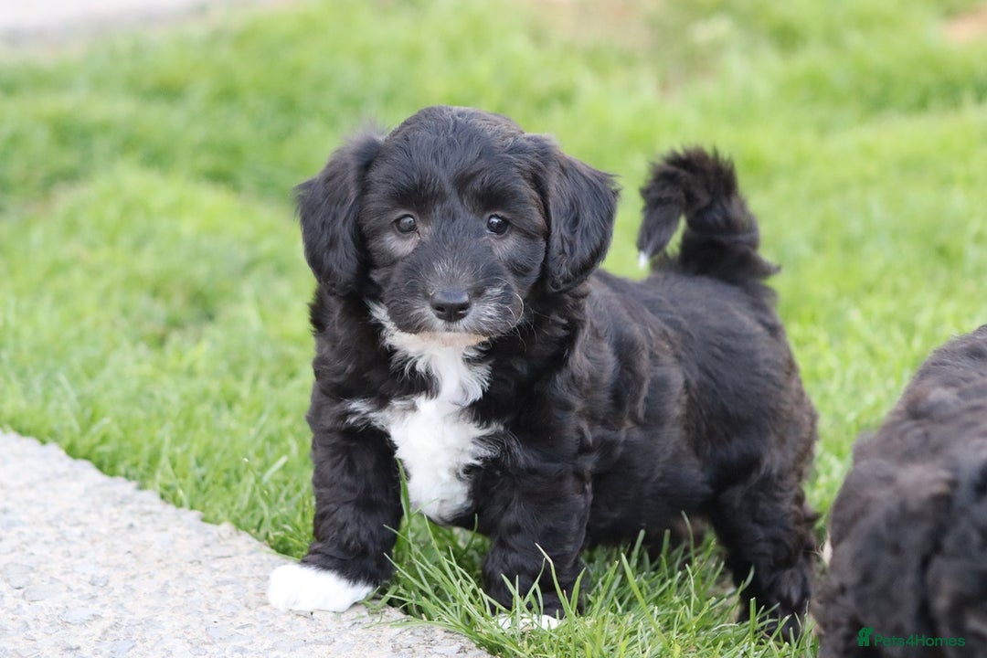 Cavapoochon dogs for sale: Cavapoochon puppies for sale - Image 29