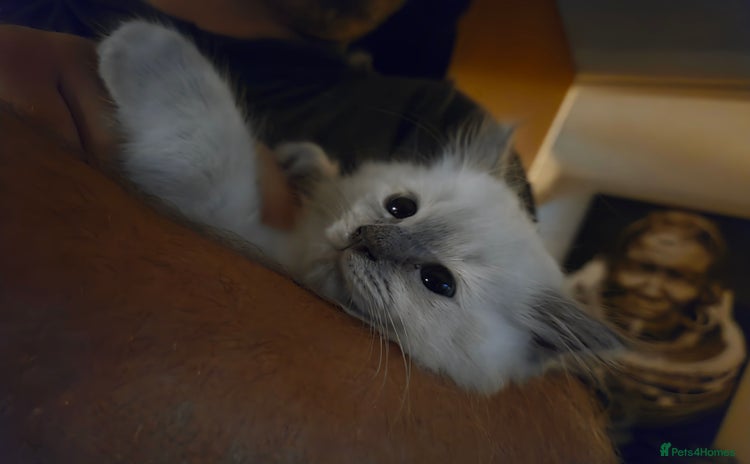 Ragdoll cats - Advert 7