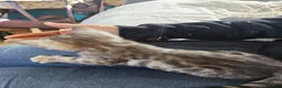 Bengal cats for sale: Tempest Bengal TICA registered kittens  - Advert 9
