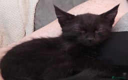 Mixed Breed cats for sale: 4 fluffy kittens for sale - Image 9