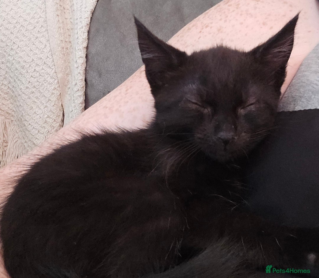 Mixed Breed cats for sale: 4 fluffy kittens for sale - Image 9