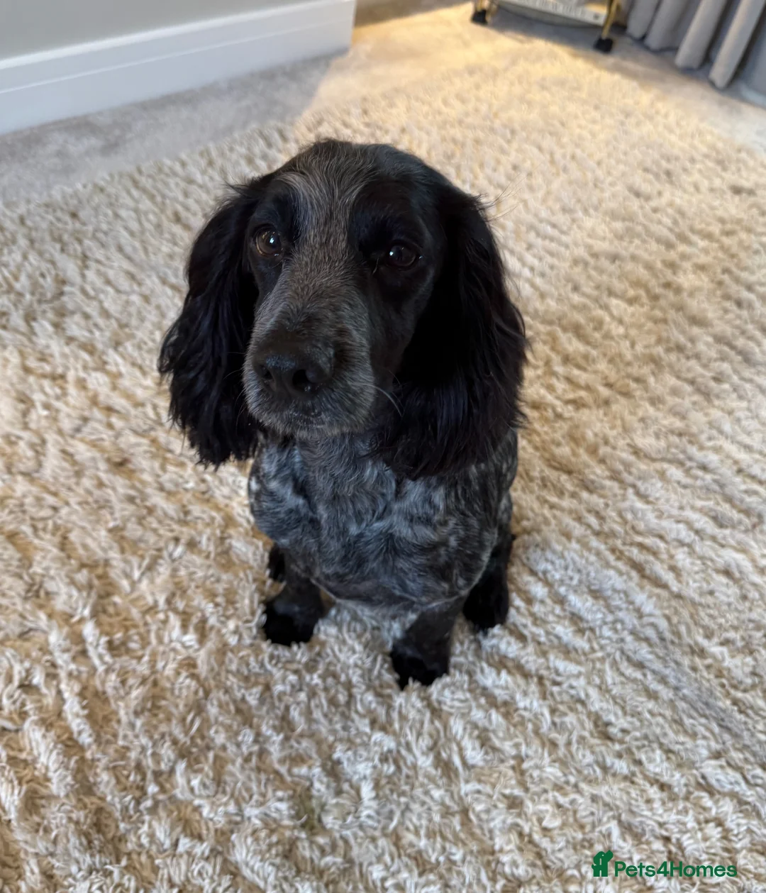 Cockapoo dogs for sale: F1 Cockapoo puppies  - Advert 2