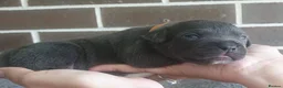 Staffordshire Bull Terrier dogs for sale: KC Registered Blue Staffy Puppy in London - Advert 3