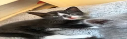 Mixed Breed cats for sale: BRYNMAWR KITTENS - Advert 6