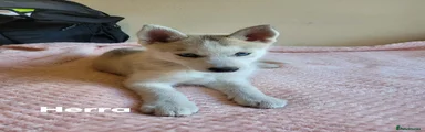 Herra