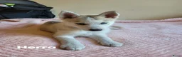 Siberian Husky dogs for sale: 💙♥️ 7 puppies looking for forever home ♥️💙 in Newcastle - Advert 26