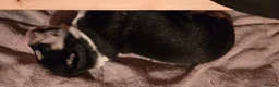 Huskita dogs for sale: Akita with 6% husky (Huskita) - Advert 22