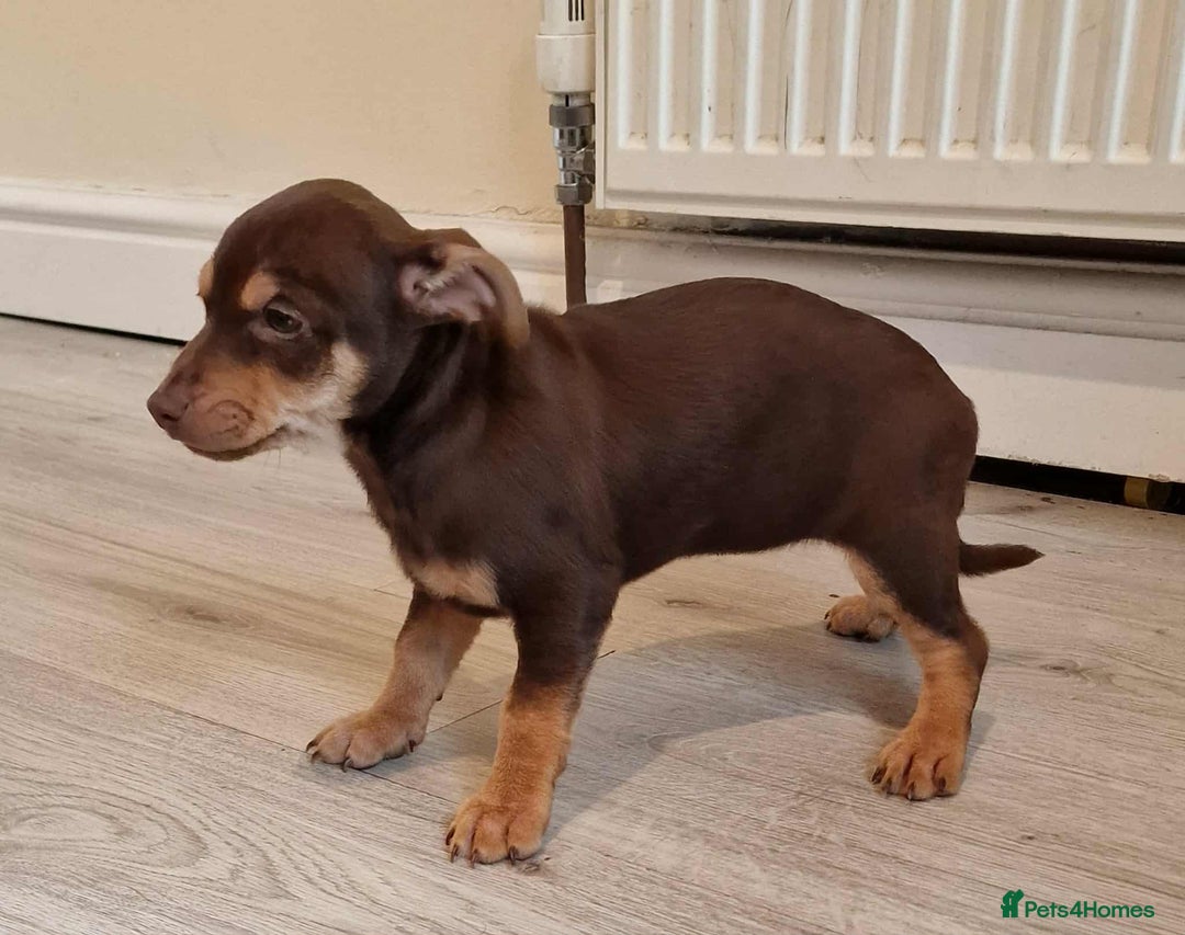 Jack Russell dogs for sale: Beautiful Muchwenlock Jack Russell puppies - Image 26