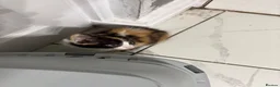 Mixed Breed cats for sale: 3 Beautiful Kittens Looking for Loving Homes  - Advert 8