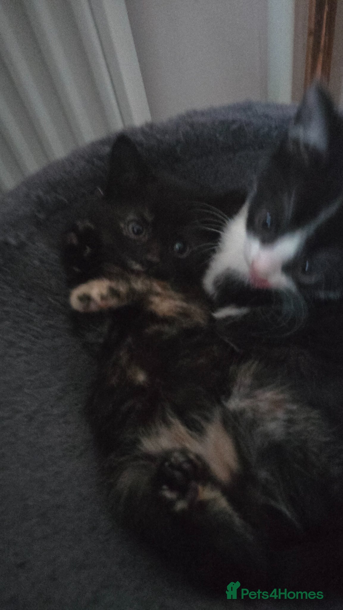 Mixed Breed cats for sale: Lovely 2 girl kittens 😸 😍  - Advert 1