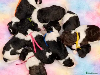 Standard Poodle dogs Amazing KC reg strandard poodle pups - Advert 1