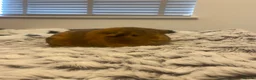 Guinea Pig rodents for sale: Free to good home 3x Guinea pigs in Swansea - Advert 8