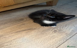 Mixed Breed cats for sale: 2 X Kittens for sale - Image 3