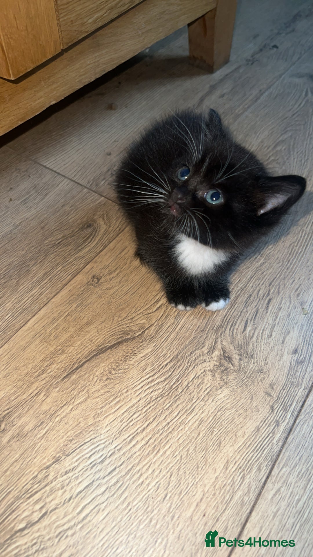 Mixed Breed cats for sale: 2 X Kittens for sale - Image 3