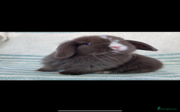 Mini Lop rabbits for sale: VACCINATED, wormed & fleaed MINI BABES READY NOW - Image 11