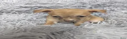 Chihuahua dogs for sale: Beautiful Chihuahua Puppies – 3 Girls & 1 Boy - Advert 26