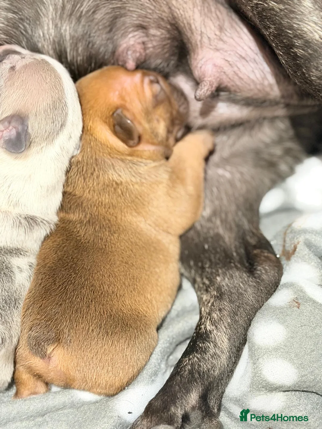 French Bulldog dogs for sale: (Rare colours) French bulldog puppies  - Advert 2