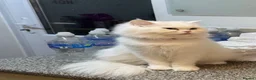 Persian cats for sale:     Beautiful Persian Cat - Advert 2
