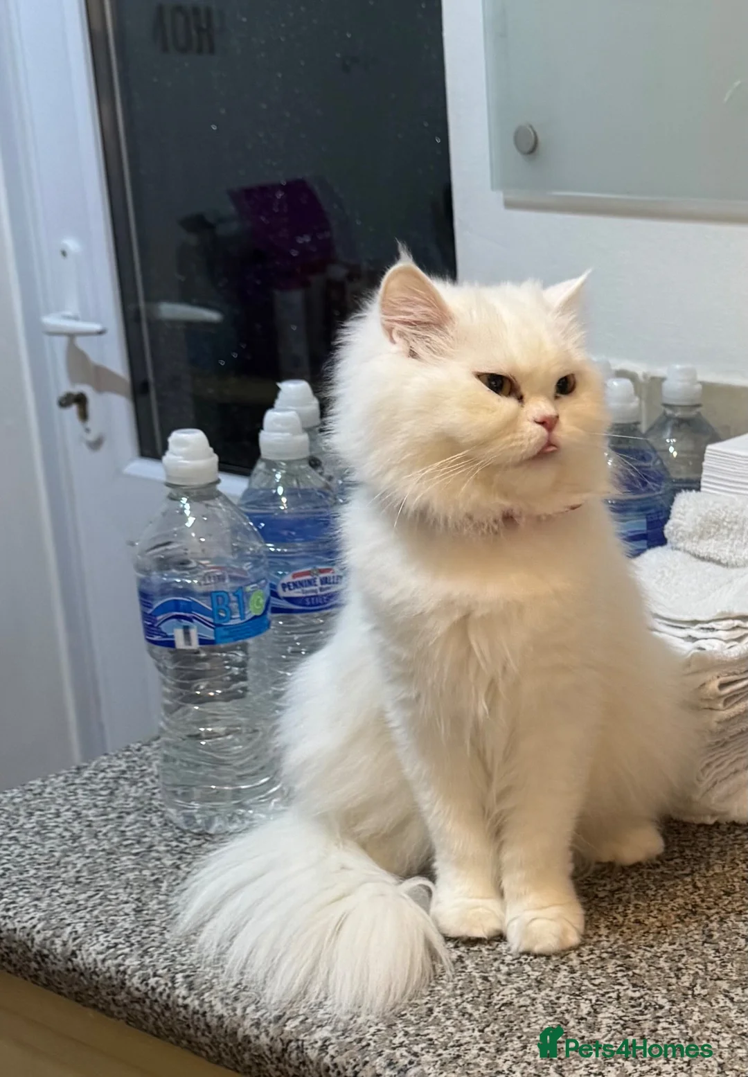 Persian cats for sale:     Beautiful Persian Cat - Advert 2