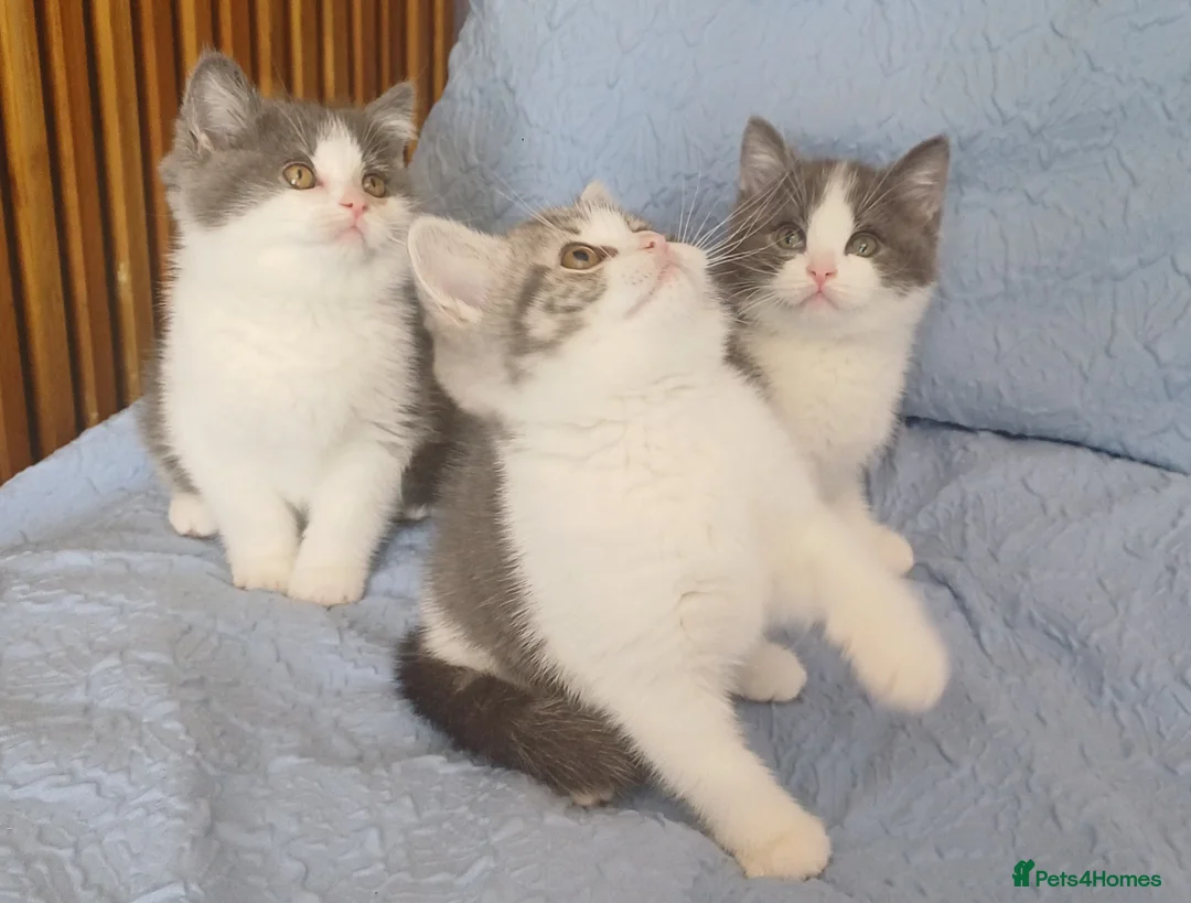 British Shorthair cats for sale: Adorable British Shorthair girls! - Advert 1