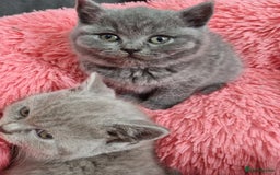 British Shorthair cats for sale: British shorthair kittens lilac/blue - Image 30