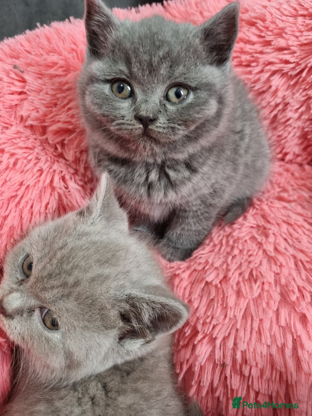 British Shorthair cats for sale: British shorthair kittens lilac/blue - Image 30