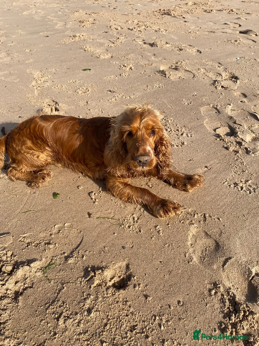 Cocker Spaniel dogs for stud: Show  cocker spaniel  in Exmouth - Advert 2