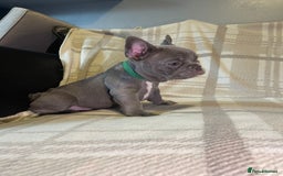 French Bulldog dogs for sale: Kc Reg Micro frenchies for sale - Image 12