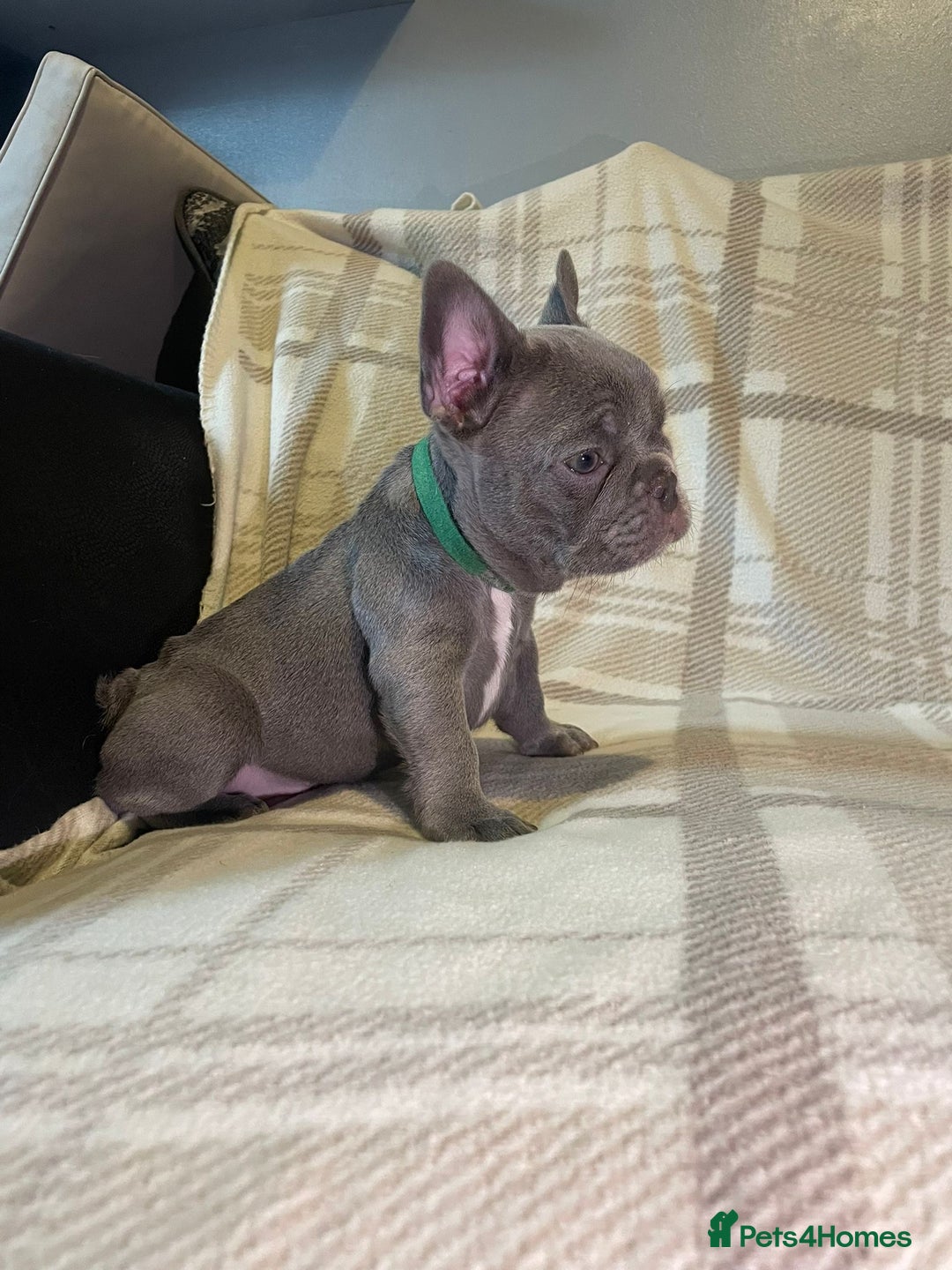 French Bulldog dogs for sale: Kc Reg Micro frenchies for sale - Image 12