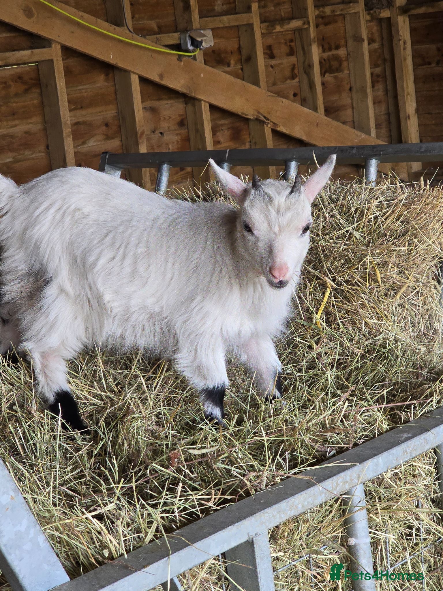 Goats livestock Little wether - Advert 3