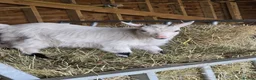Goats livestock for sale: Little wether - Advert 1