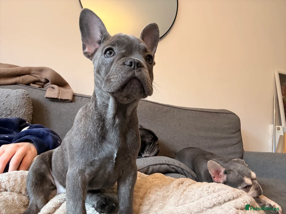 French Bulldog dogs for sale: ✨Stunning Pedigree French Bulldog Puppies✨ - Advert 33