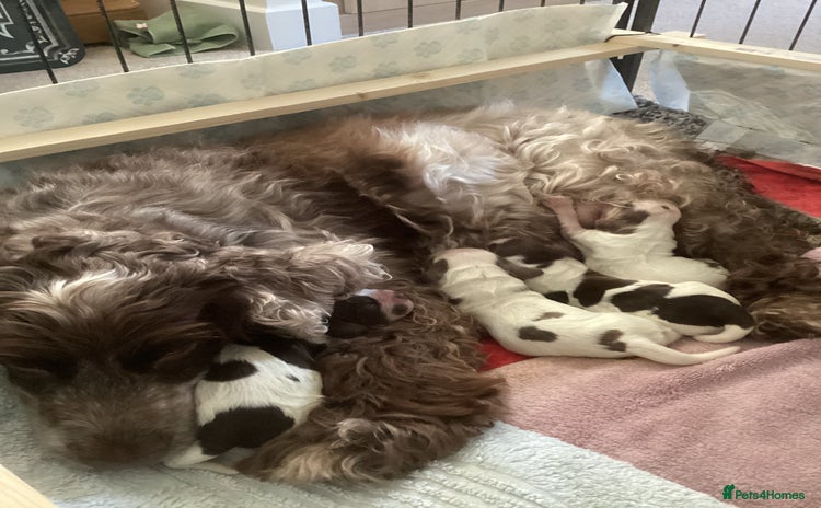 Cocker Spaniel dogs - Advert 2